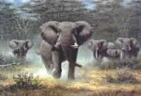 Elephant Charge