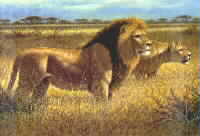 Mara Lions